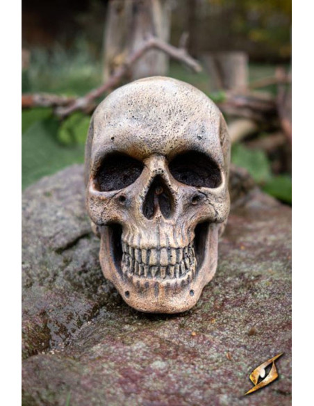 Crânio humano feito de espuma