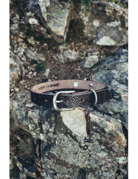 Conjunto de coleira para...